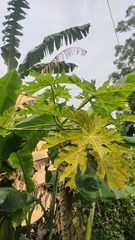 Carica papaya