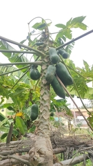 Carica papaya