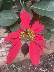 Euphorbia pulcherrima