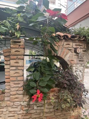 Euphorbia pulcherrima