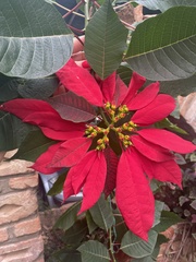 Euphorbia pulcherrima