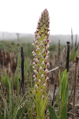 Disa obtusa