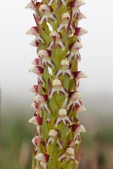 Disa obtusa