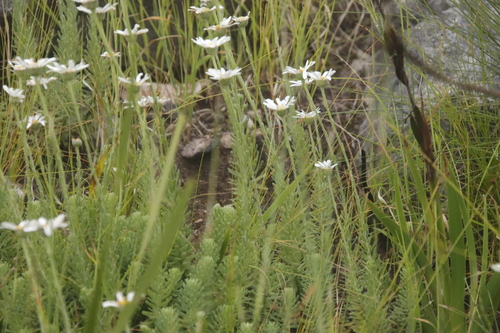 Image of Osmitopsis afra by (c) Tony Rebelo, some rights reserved (CC BY-SA)