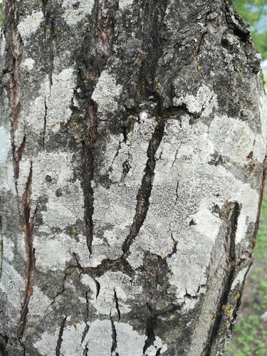 Lecanora argentata image