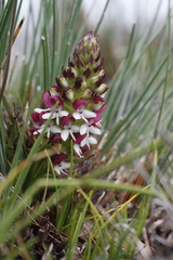 Disa albomagentea
