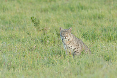 iNaturalist observation photo of Bobcat