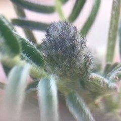 Astragalus didymocarpus