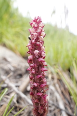 Disa micropetala