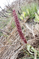 Disa micropetala