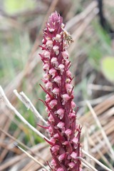 Disa micropetala