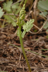 Botrychium hesperium