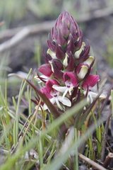 Disa albomagentea