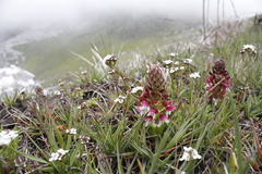 Disa albomagentea
