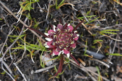 Disa albomagentea