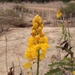 Senna martiana - Photo 由 Marcos Mortara 所上傳的 (c) Marcos Mortara，保留部份權利CC BY-NC