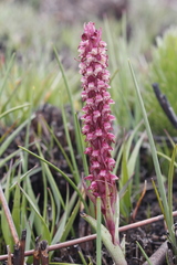 Disa micropetala