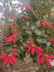 Euphorbia pulcherrima