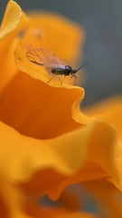 Aphididae