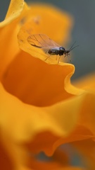 Aphididae
