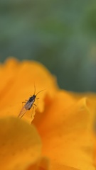 Aphididae