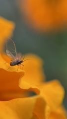 Aphididae