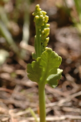 Botrychium hesperium