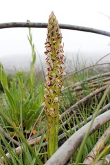 Disa obtusa
