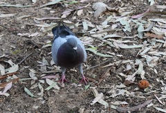Columba livia domestica