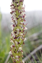 Disa obtusa