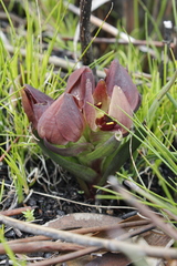Disa bodkinii