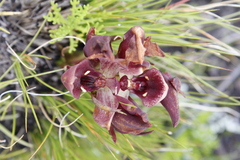 Disa bodkinii