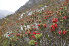 Erica viscaria