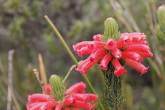 Erica viscaria