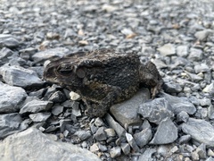 Duttaphrynus melanostictus