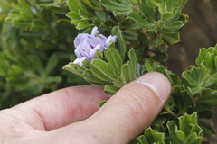 Psoralea obliqua