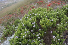 Psoralea obliqua