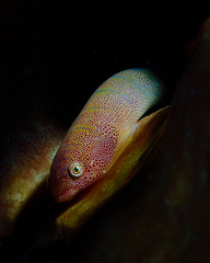 Cochleoceps bicolor