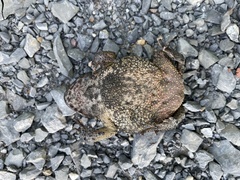 Duttaphrynus melanostictus