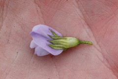 Psoralea obliqua
