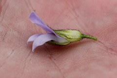 Psoralea obliqua
