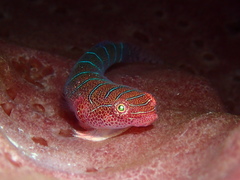 Cochleoceps bicolor