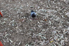 Columba livia domestica