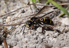 Austrogorytes bellicosus
