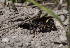 Austrogorytes bellicosus