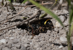 Austrogorytes bellicosus