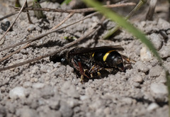 Austrogorytes bellicosus