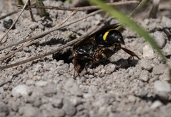 Austrogorytes bellicosus