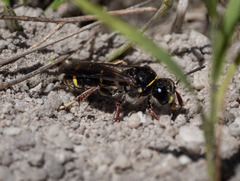 Austrogorytes bellicosus