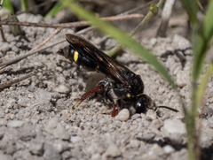 Austrogorytes bellicosus